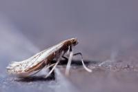 Aspilapteryx limosella