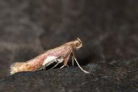 Caloptilia stigmatella