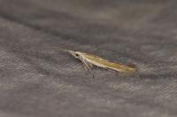 Coleophora