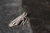 Parornix torquillella