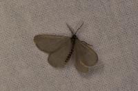 Rebelia plumella surientella