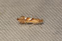 Phyllonorycter belotella