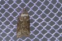 Cnephasia