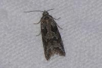 Cnephasia