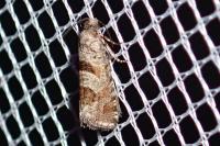 Eriopsela quadrana