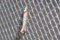 Pseudoswammerdamia combinella