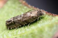 Pammene splendidulana