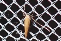 Aspilapteryx tringipennella
