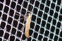 Aspilapteryx tringipennella