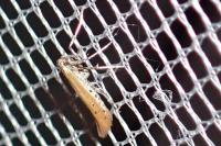 Aspilapteryx tringipennella