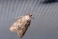 Cnephasia