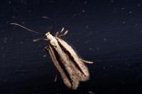 Mirificarma interrupta