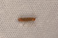 Phyllonorycter messaniella