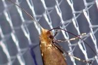 Nematopogon adansoniella