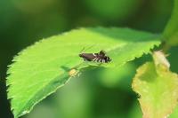 Glyphipterix simpliciella