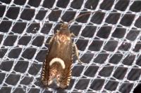 Grapholita lunulana