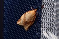 Clepsis consimilana