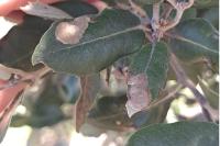 Phyllonorycter belotella