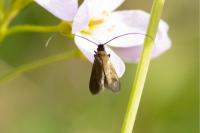 Cauchas rufimitrella
