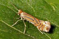 Phyllonorycter platani