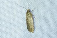 Agonopterix