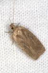 Agonopterix