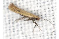 Aspilapteryx