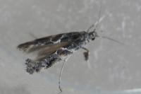 Gracillaria loriolella