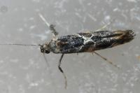 Gracillaria loriolella