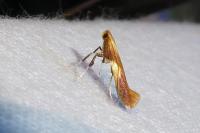 Caloptilia robustella
