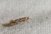 Phyllonorycter