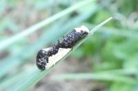 Monopis monachella