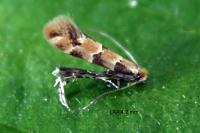 Phyllonorycter trifasciella