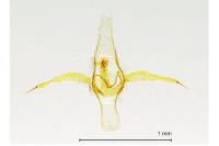 Phyllonorycter trifasciella