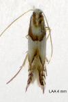 Phyllonorycter roboris