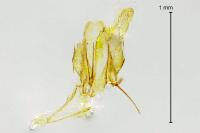 Phyllonorycter roboris