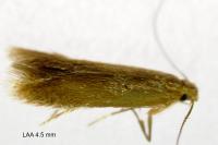 Tischeria ekebladella