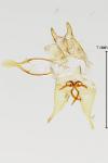 Tischeria ekebladella