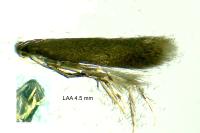 Coptotriche angusticollella