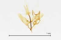 Coptotriche angusticollella