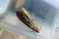 Tinea trinotella