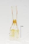 Tinea trinotella