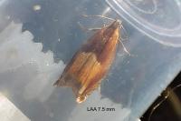 Ancylis mitterbacheriana