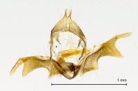 Ancylis mitterbacheriana