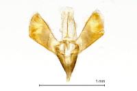 Gracillaria syringella