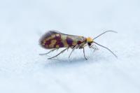 Micropterix tunbergella