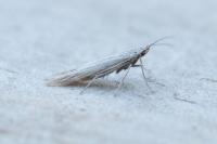 Coleophora