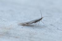 Coleophora