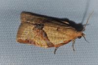 Clepsis consimilana