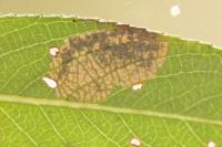 Stigmella obliquella